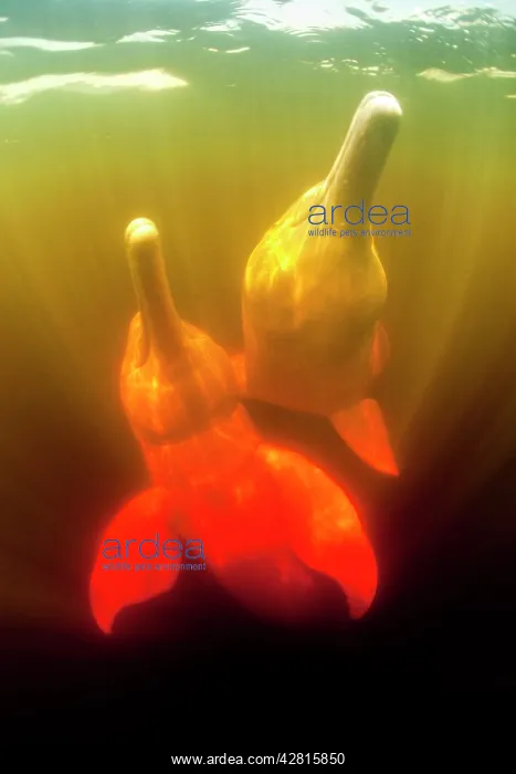 : Couple of Pink River dolphin or Boto, Inia geoffrensis, Acaj : Couple of Pink River dolphin or Boto, Inia geoffrensis, Acaj