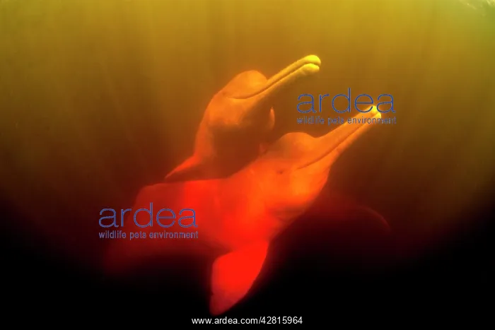 : Couple of Pink River dolphin or Boto, Inia geoffrensis, Acaj : Couple of Pink River dolphin or Boto, Inia geoffrensis, Acaj