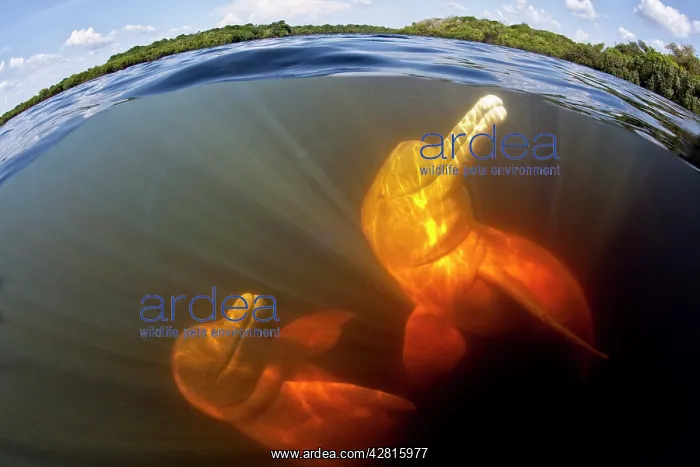 : Couple of Pink River dolphin or Boto, Inia geoffrensis, Acaj : Couple of Pink River dolphin or Boto, Inia geoffrensis, Acaj