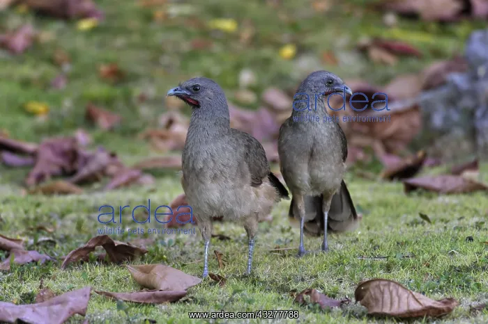  : Couple of Plain Chachalacas (Ortalis vetula) on