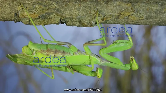 : Couple of praying mantis mating hanging under tr : Couple of praying mantis mating hanging under tr