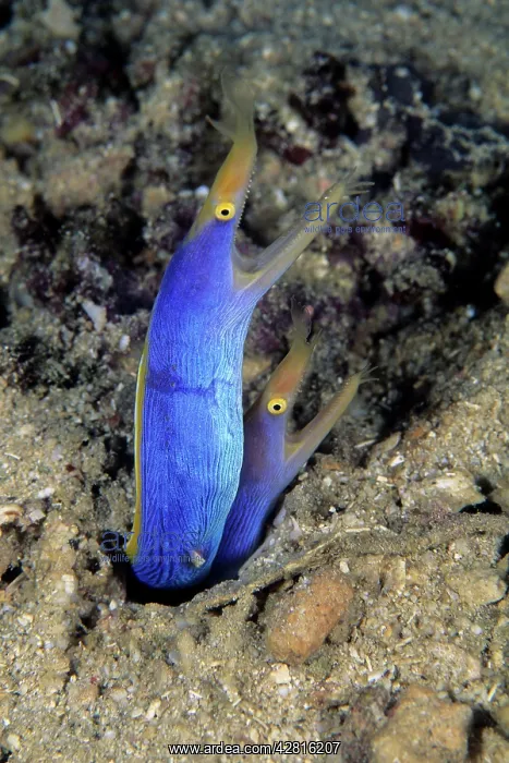 : Couple of ribbon eel, Rhinomuraena, quaesita, Walindi, West : Couple of ribbon eel, Rhinomuraena, quaesita, Walindi, West