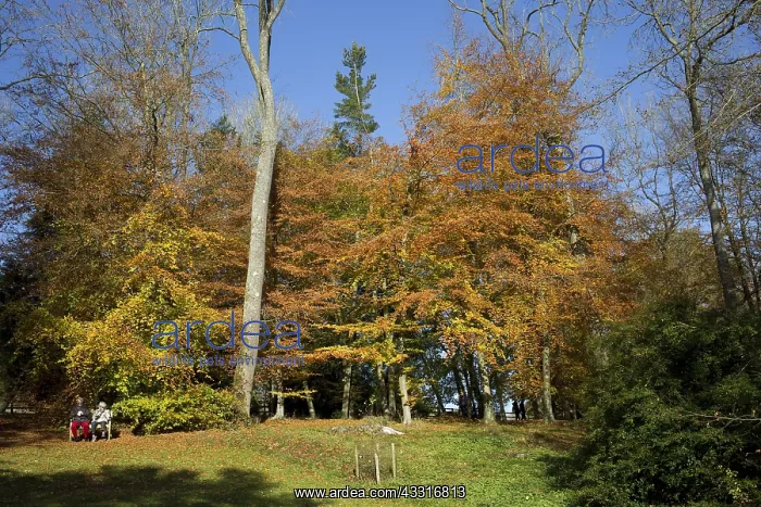 : Couple seated below beech trees replendent in autu : Couple seated below beech trees replendent in autu