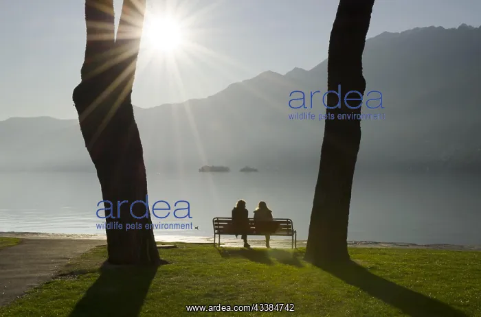 : Couple sitting on a bench, lakefront, alpine lake : Couple sitting on a bench, lakefront, alpine lake