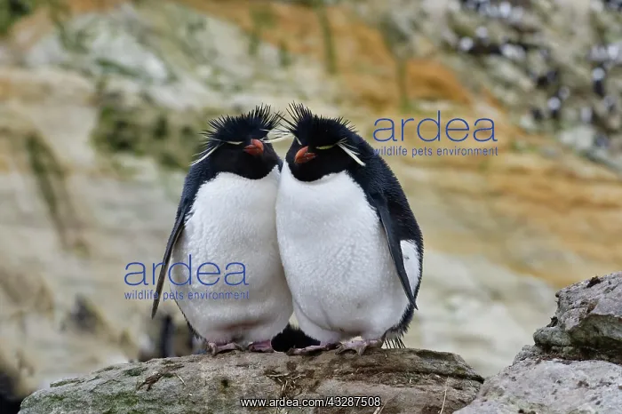: Couple of Southern Rockhopper penguins (Eudyptes : Couple of Southern Rockhopper penguins (Eudyptes