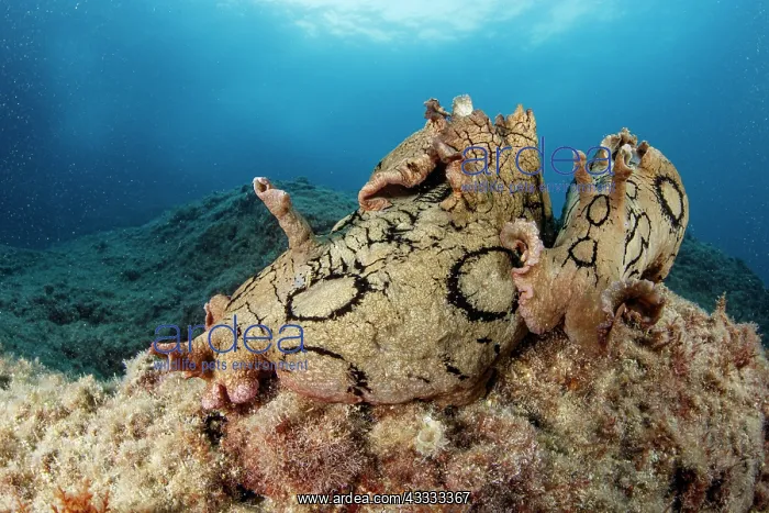 : Couple of spotted sea hare, (Aplysia dactylomela : Couple of spotted sea hare, (Aplysia dactylomela
