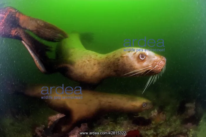: couple of steller sea lion or Northern sea lion Eumetopias j : couple of steller sea lion or Northern sea lion Eumetopias j