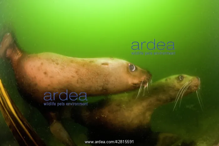 : couple of steller sea lion or Northern sea lion Eumetopias j : couple of steller sea lion or Northern sea lion Eumetopias j
