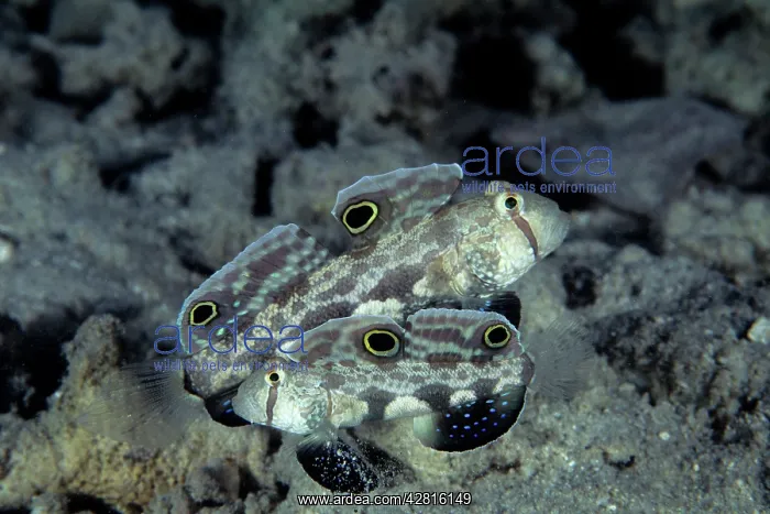 : Couple of twinspot goby, Signigobius biocellatus, Walindi, W : Couple of twinspot goby, Signigobius biocellatus, Walindi, W