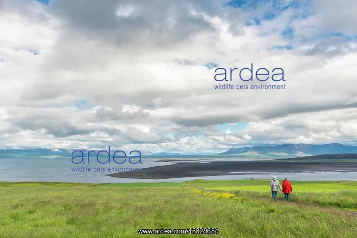 : Couple walking to the beach of Vatsnes Peninsula in Iceland : Couple walking to the beach of Vatsnes Peninsula in Iceland