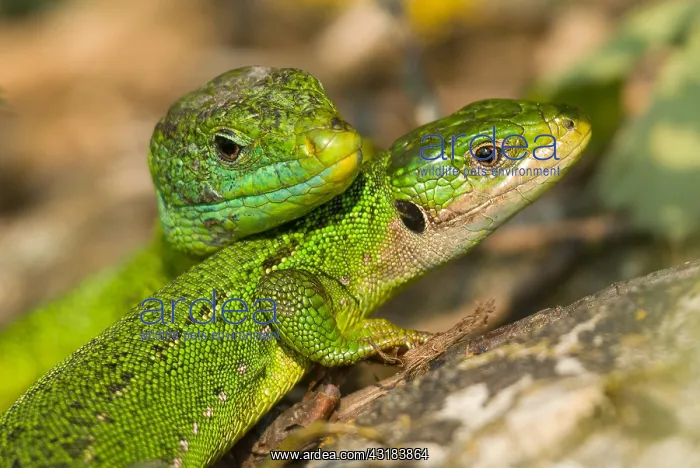 : Couple of Western Green Lizards (Lacerta bilineata) : Couple of Western Green Lizards (Lacerta bilineata)