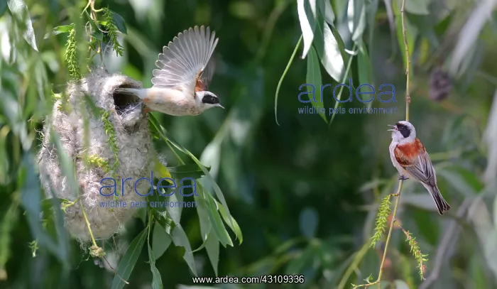 : Couple of White-crowned Penduline tit (Remiz pendulinus) : Couple of White-crowned Penduline tit (Remiz pendulinus)