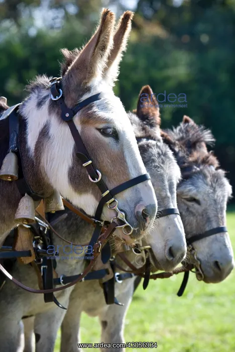 : Coupling of Ane at a party of Donkey Westhalten Haut-Rhin : Coupling of Ane at a party of Donkey Westhalten Haut-Rhin