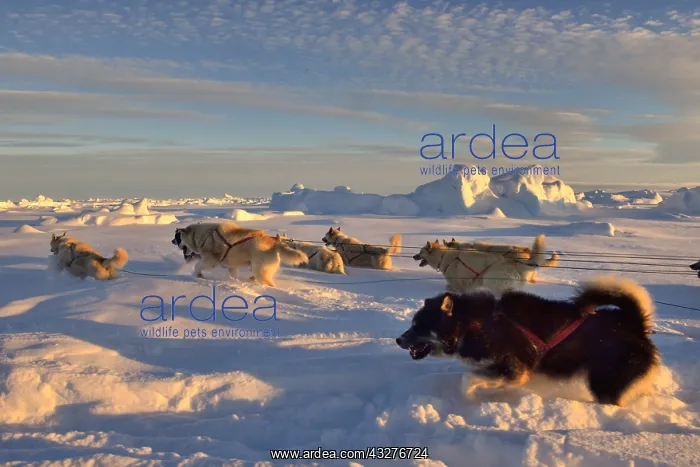 : Coupling of Greenlandic sled dogs at sunset on the : Coupling of Greenlandic sled dogs at sunset on the