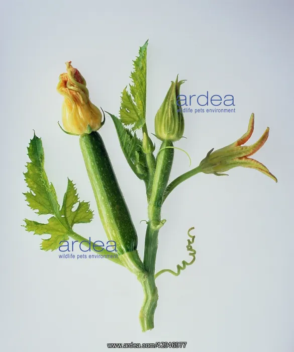 : Courgette, Curcubita pepo : Courgette, Curcubita pepo