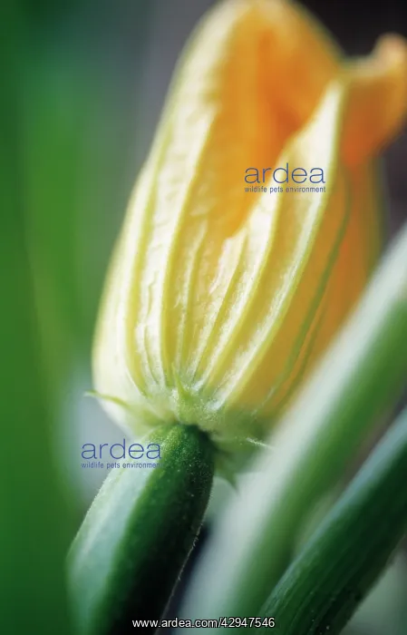 : Courgette, Curcubita pepo : Courgette, Curcubita pepo