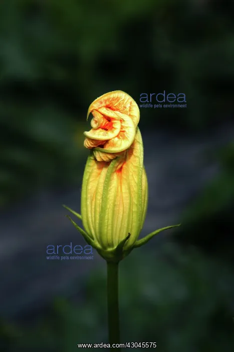 : Courgette, Curcubita pepo : Courgette, Curcubita pepo