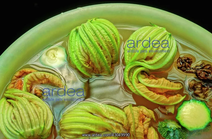 : Courgette, Curcubita pepo : Courgette, Curcubita pepo