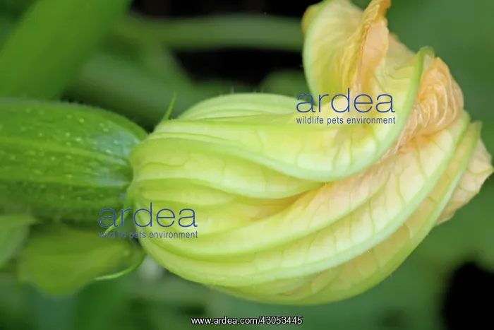 : Courgette, Cucurbita pepo : Courgette, Cucurbita pepo