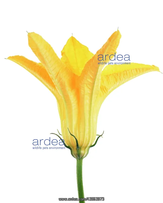 : Courgette, Curcubita pepo : Courgette, Curcubita pepo