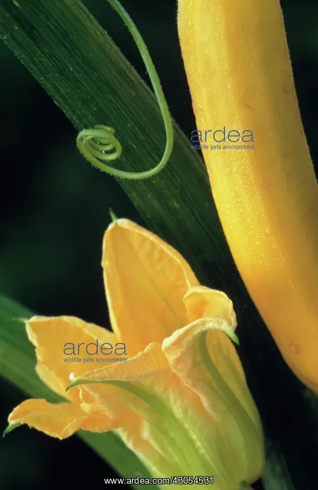 : Courgette, Curcubita pepo : Courgette, Curcubita pepo
