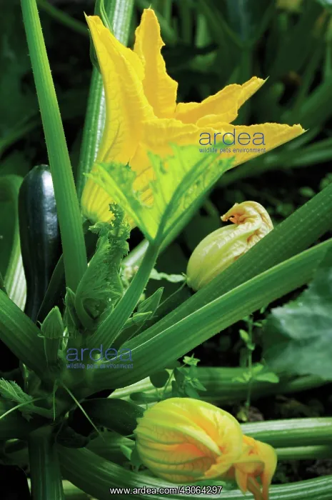 : Courgette, Curcubita pepo : Courgette, Curcubita pepo