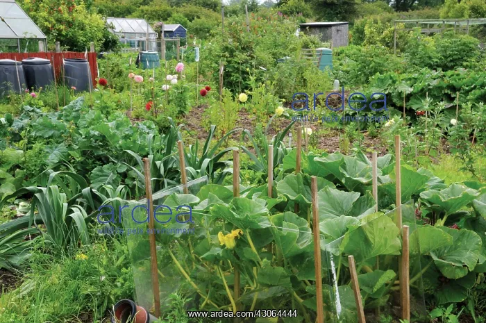 : Courgette, Curcubita pepo : Courgette, Curcubita pepo