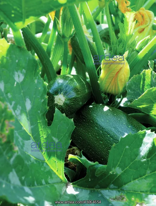 : Courgette, Curcubita pepo : Courgette, Curcubita pepo
