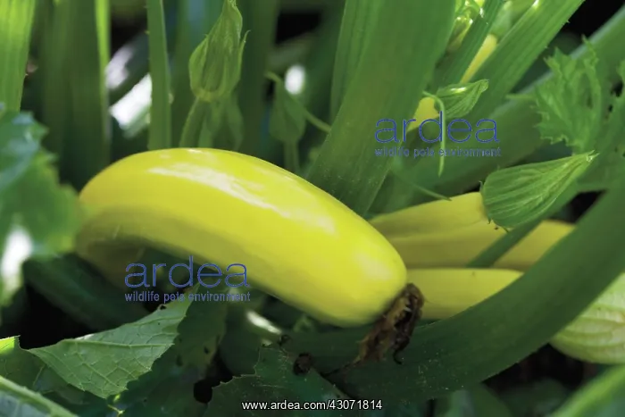: Courgette, yellow, Curcubita pepo : Courgette, yellow, Curcubita pepo
