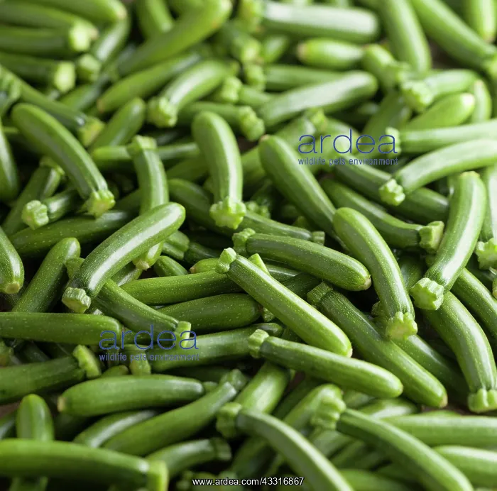 : Courgette, Cucurbita pepo, A mass of baby courgettes : Courgette, Cucurbita pepo, A mass of baby courgettes