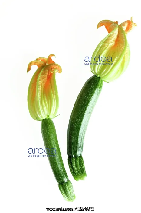  : Courgette - with flowers