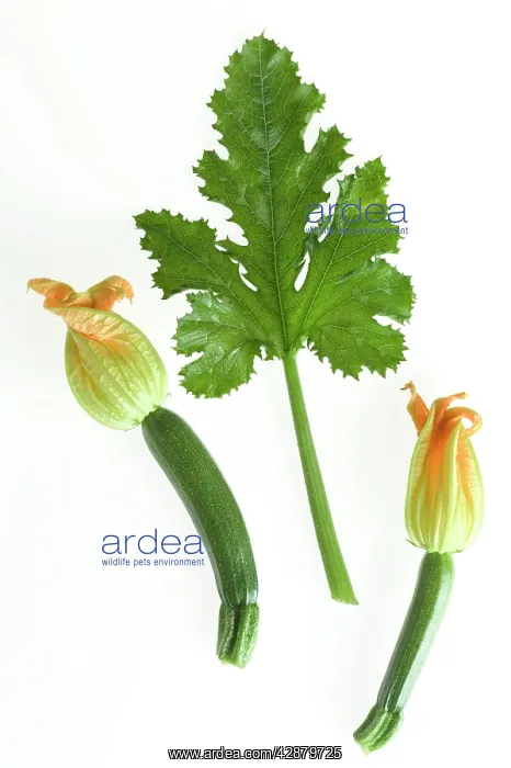  : Courgette - with flowers & leaf