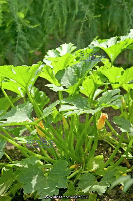 : Courgette Plant - in flower : Courgette Plant - in flower