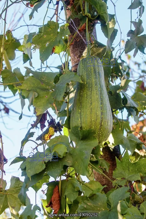 : Courgette variety : Courgette variety