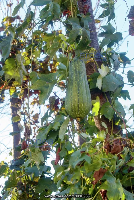 : Courgette variety : Courgette variety