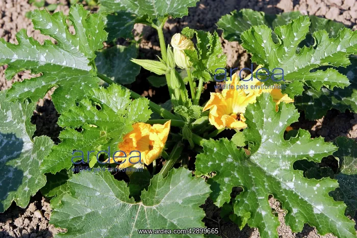  : courgette  /  Zucchini  /  Italian squash - in flower