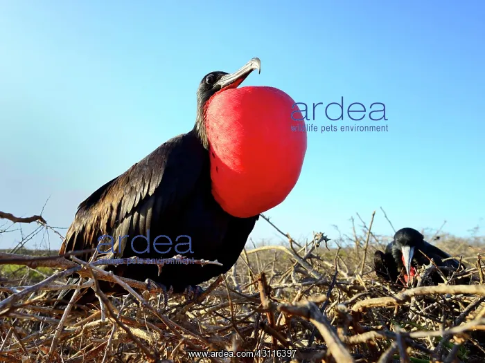 : Courting banded frigatebird (Fregata minor) showing : Courting banded frigatebird (Fregata minor) showing