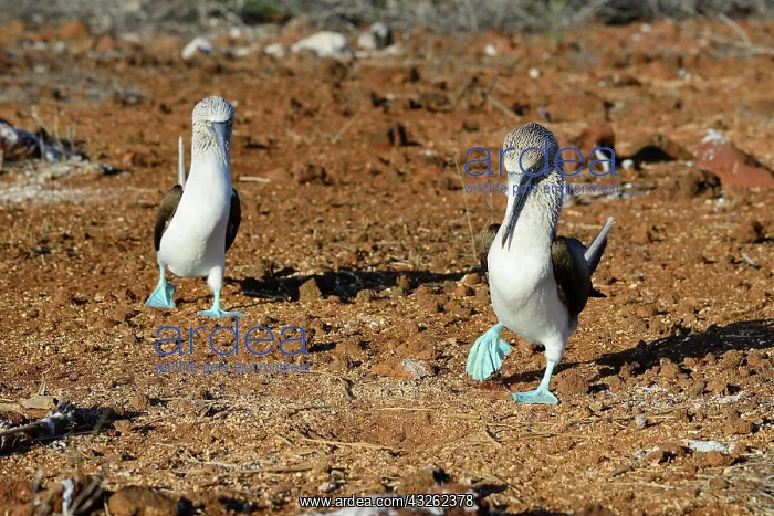 : Courting blue-footed boobies (Sula nebouxii) dancing : Courting blue-footed boobies (Sula nebouxii) dancing