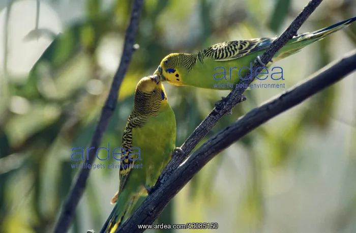 : Courting Budgerigars : Courting Budgerigars