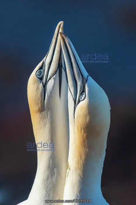  : Courting gannets (Morus bassanus), portrait, North