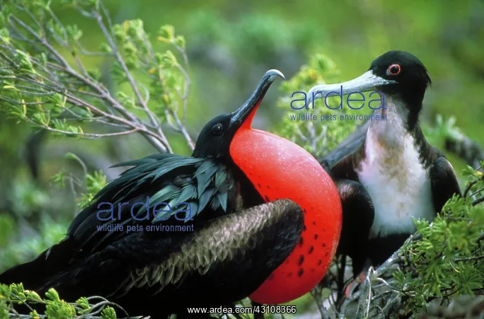: Courting great frigatebirds : Courting great frigatebirds