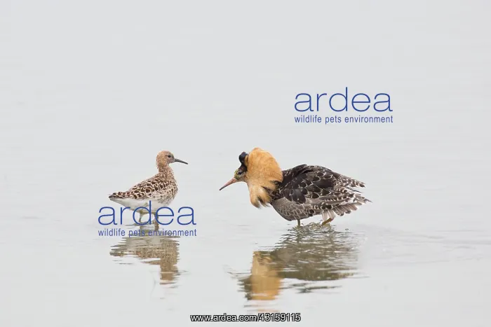 : Ruff. Two courting Ruffs (Philomachus pugnax) standing in the water : Ruff. Two courting Ruffs (Philomachus pugnax) standing in the water