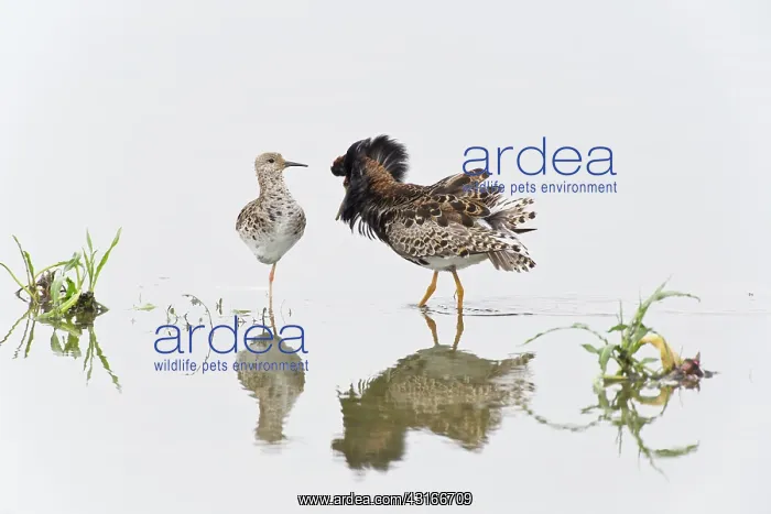 : Ruff. Courting Ruffs (Philomachus pugnax) standing in the water : Ruff. Courting Ruffs (Philomachus pugnax) standing in the water