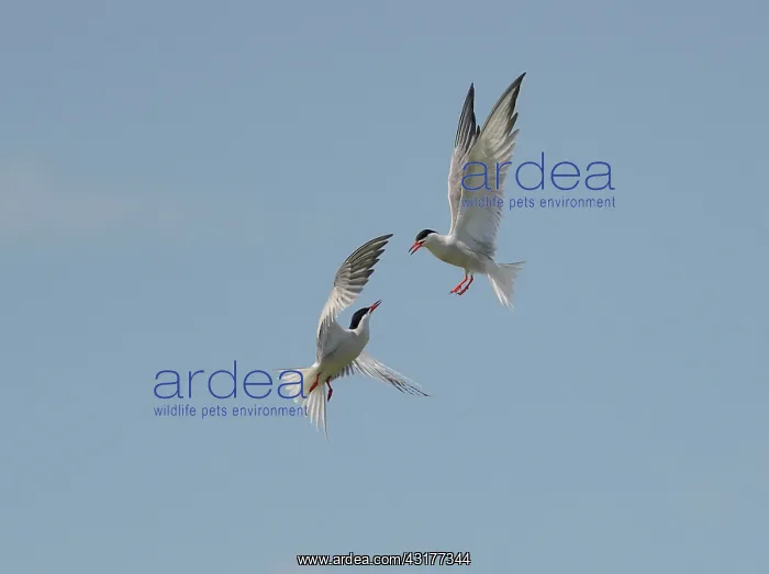 : Courtship Common Terns (Sterna hirundo) in flight : Courtship Common Terns (Sterna hirundo) in flight