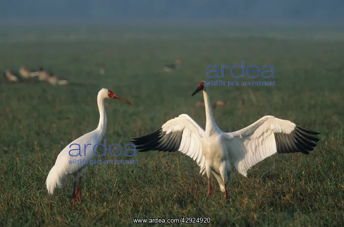 : Courtship dance of Siberian Crane : Courtship dance of Siberian Crane