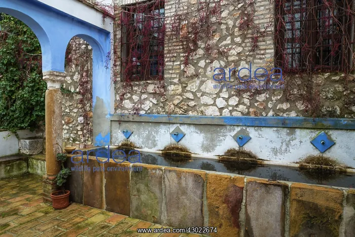 : Courtyard of the Hacienda Minerva : Courtyard of the Hacienda Minerva