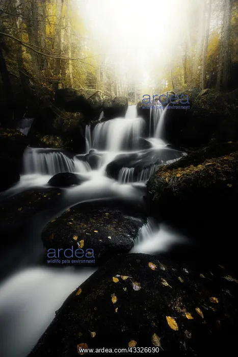 : Couzon waterfalls in the Darots Valley in autumn : Couzon waterfalls in the Darots Valley in autumn