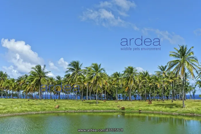 : Cove Bay, Barbados : Cove Bay, Barbados