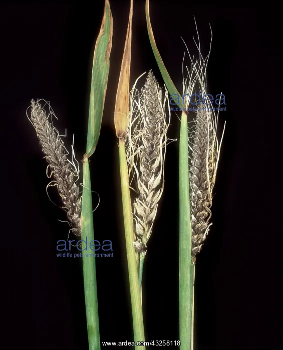 : Covered smut on Barley : Covered smut on Barley