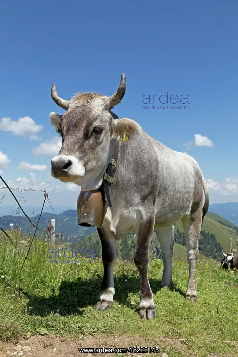 : Cow on the alp, Hochgrat summit near Steibis, Allg&, x4d6c; : Cow on the alp, Hochgrat summit near Steibis, Allg&, x4d6c;